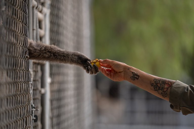 How a sanctuary outside LA has cared for rare, endangered gibbons for a half-century | iNFOnews.ca