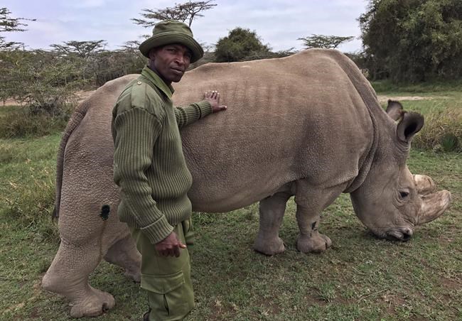 World's last male northern white rhino, Sudan, dies | iNFOnews.ca