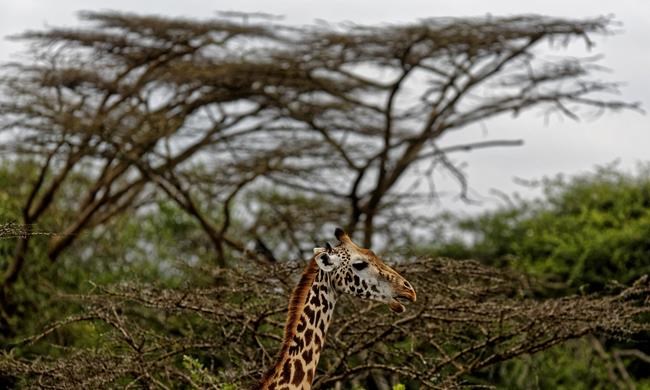 Giraffes, rarer than elephants, put on extinction watch list | iNFOnews.ca