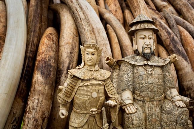 Ivory trade study is tribute to killed US conservationist | iNFOnews.ca Ivory trade study is tribute to killed US conservationist | iNFOnews.ca