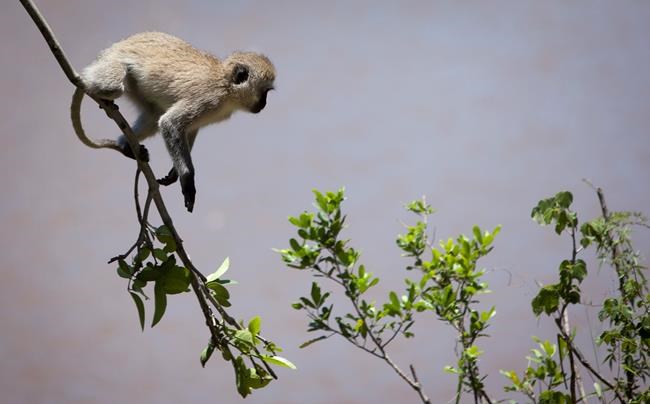 Kenya power company say monkey caused nationwide blackout | iNFOnews.ca