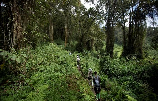Tourists in Africa get close, but not too close, to gorillas | iNFOnews.ca Tourists in Africa get close, but not too close, to gorillas | iNFOnews.ca