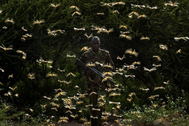 Locusts, COVID-19, flooding pose 'triple threat' in Africa | iNFOnews.ca