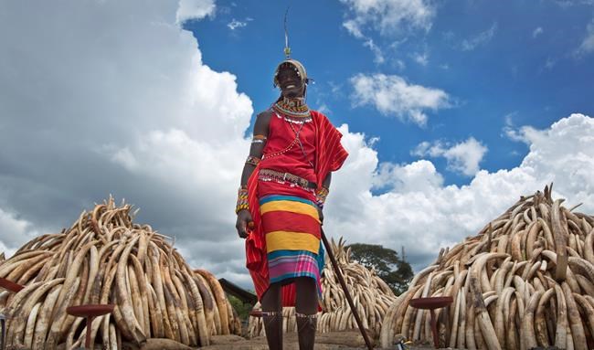 Kenya: Large pyres set up for massive burn of ivory | iNFOnews.ca Kenya: Large pyres set up for massive burn of ivory | iNFOnews.ca