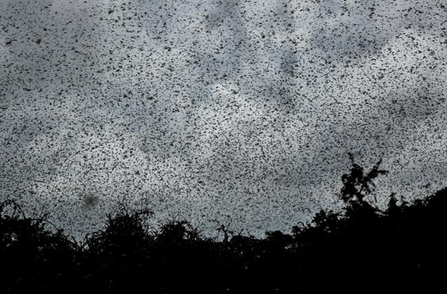 'This is huge': Locust swarms in Africa are worst in decades | iNFOnews.ca
