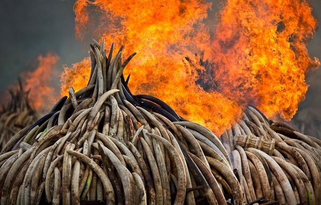 US war veteran now fighting to save Africa's elephants | iNFOnews.ca