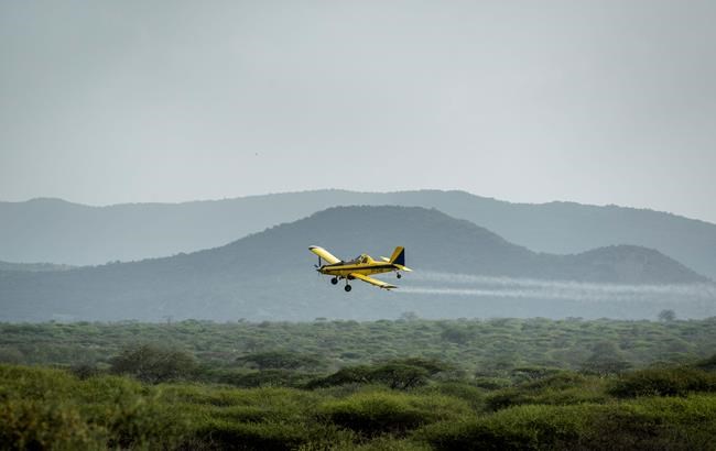 Huge locust outbreak in East Africa reaches South Sudan | iNFOnews.ca CP555090897