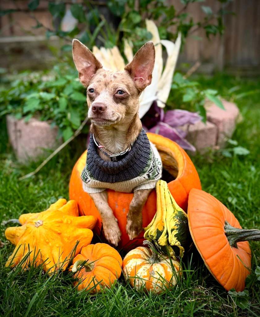 iN PHOTOS: Adorable dogs dress for spooky season in Okanagan, Kamloops | iNFOnews.ca