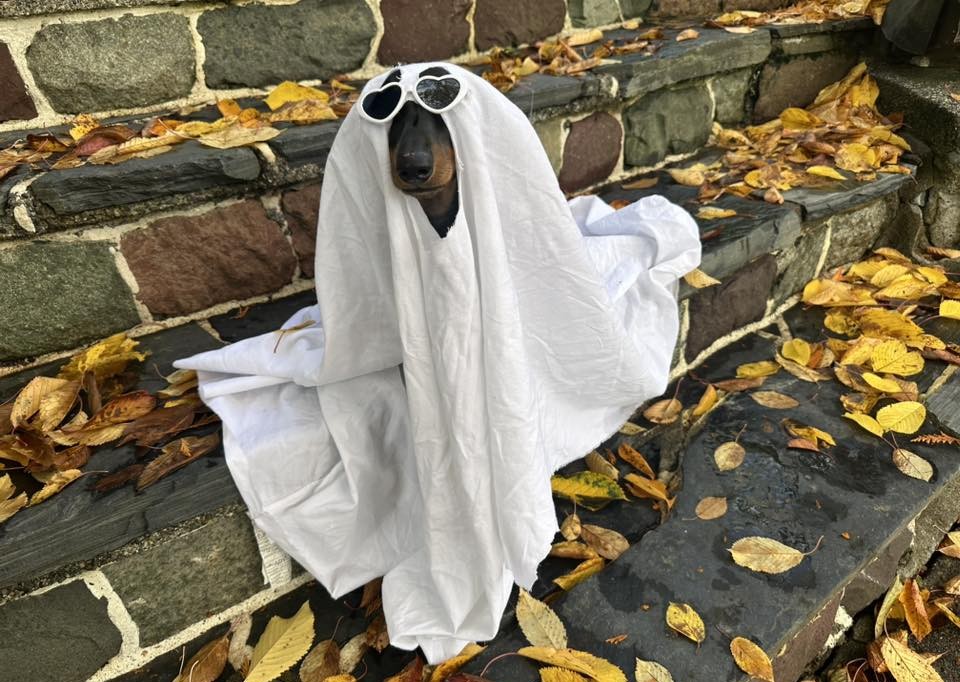 iN PHOTOS: Adorable dogs dress for spooky season in Okanagan, Kamloops | iNFOnews.ca