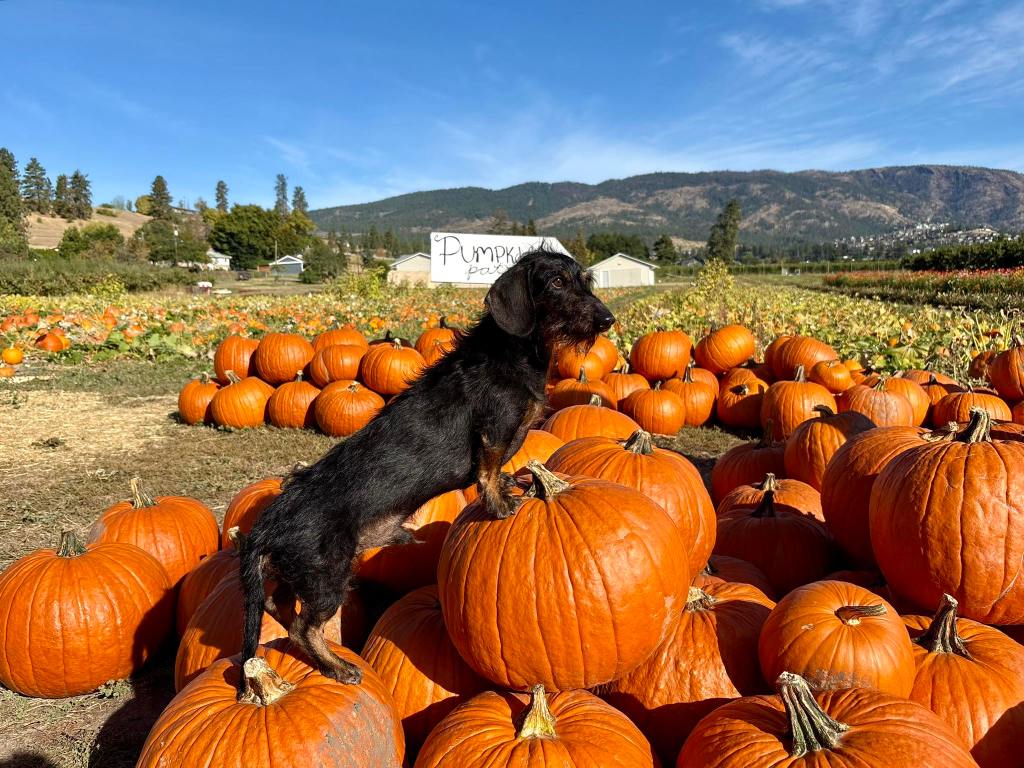 iN PHOTOS: Adorable dogs dress for spooky season in Okanagan, Kamloops | iNFOnews.ca