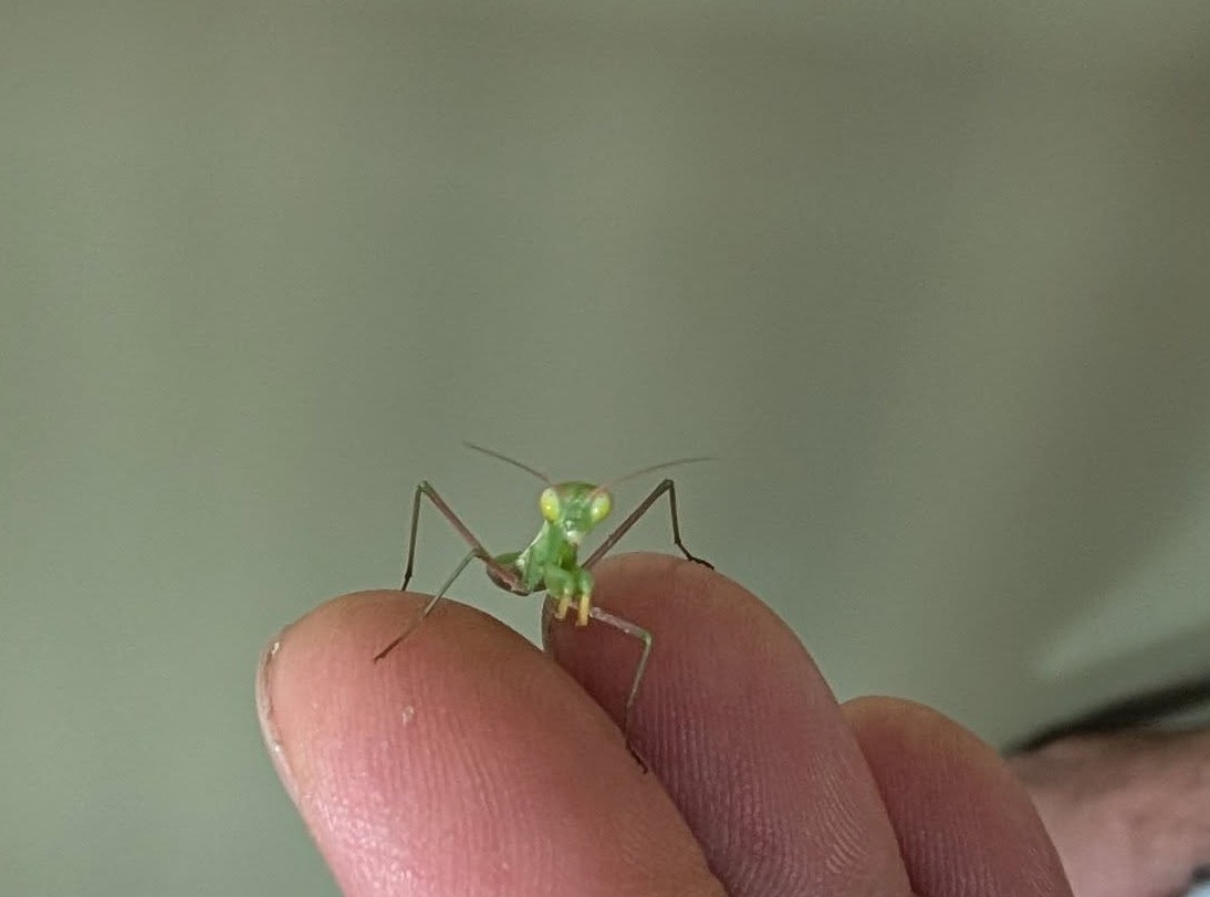 A baby mantid is seen up close.