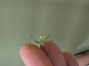 A baby mantid is seen up close.