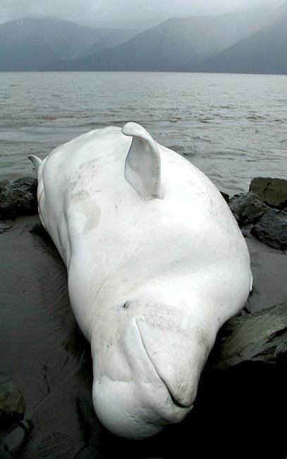 NOAA releases plan for Alaska endangered beluga whales | iNFOnews.ca