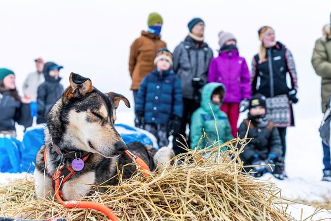 Iditarod loses another major sponsor | iNFOnews.ca