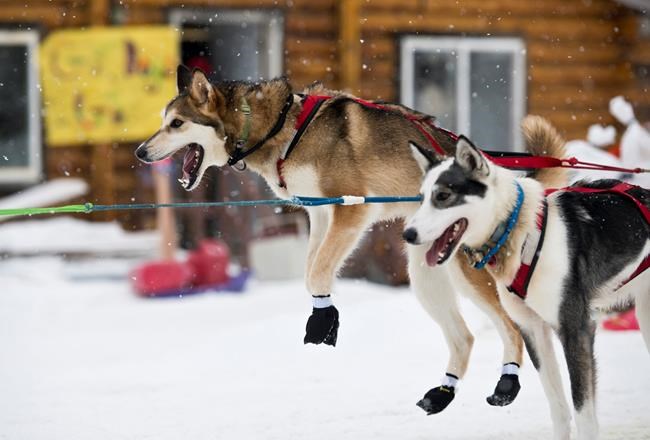 Frenchman maintains lead in Alaska's Iditarod | iNFOnews.ca
