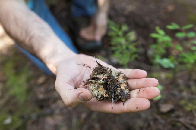 UAA team developing biodegradable insulation | iNFOnews.ca