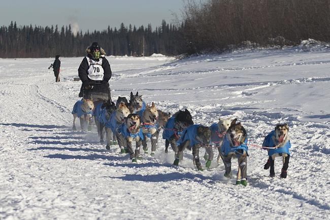 Howls, high-fives mark start of Iditarod race across Alaska | iNFOnews.ca