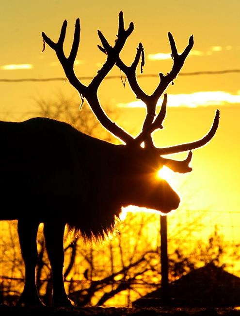 UAF reindeer herd moves to Delta for increased meat market | iNFOnews.ca