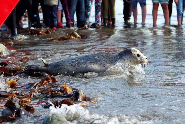 Harbor seals released by SeaLife Center into Kachemak Bay | iNFOnews.ca