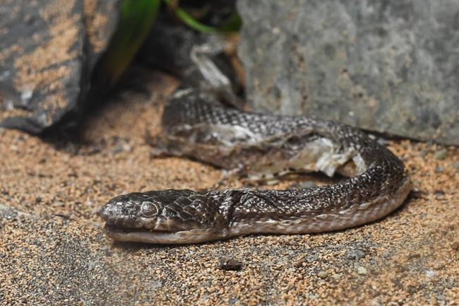 Skulls and scales: Alaska's rock 'n' roll bar snake | iNFOnews.ca