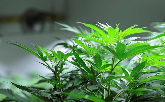 Alaska communities weigh pot bans 3 years after legalization | iNFOnews.ca