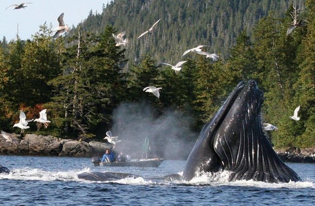 Correction: Missing Hawaii Humpbacks story | iNFOnews.ca