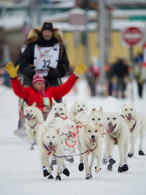 Mushers, fans gather for world's most famous sled dog race | iNFOnews.ca