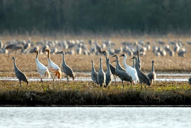 Whooping cranes return to Alabama national wildlife refuge | iNFOnews.ca