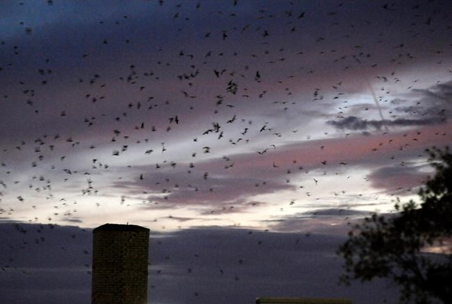 Fake chimneys for birds that need vertical hollows to rest | iNFOnews.ca CP466446695