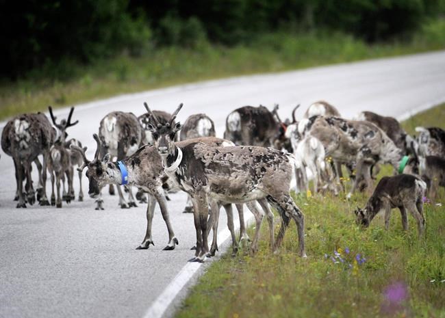 Finnish phone app finds reindeer, helps to avoid road kill | iNFOnews.ca CP843966485