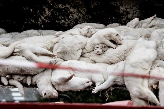 North Denmark in lockdown over mutated virus in mink farms | iNFOnews.ca