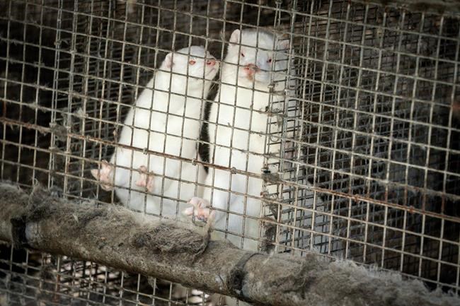 Denmark wants to cull 15 million minks over COVID fears | iNFOnews.ca Denmark wants to cull 15 million minks over COVID fears | iNFOnews.ca