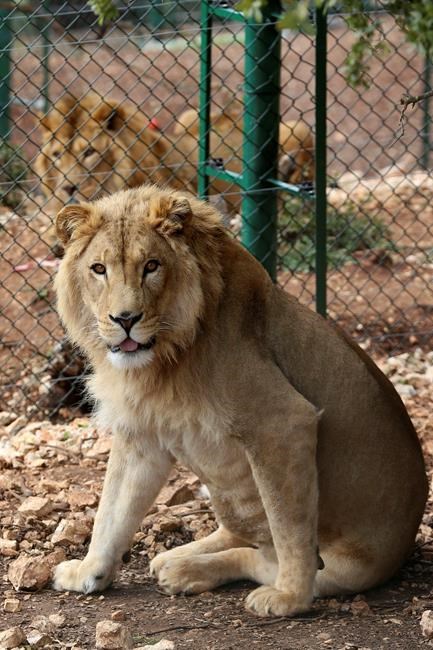 2 lions saved from Mideast wars head to South Africa refuge | iNFOnews.ca 2 lions saved from Mideast wars head to South Africa refuge | iNFOnews.ca