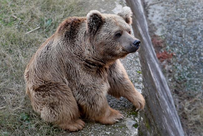 Sickly dancing bears leaving Pakistan for new life in Jordan | iNFOnews.ca