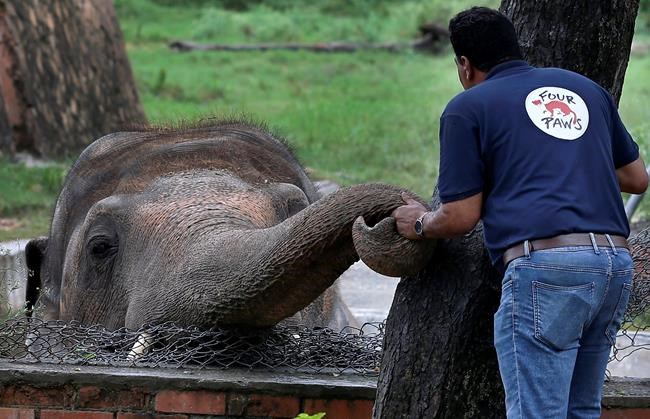 'World's loneliest elephant' okayed to quit zoo for new life | iNFOnews.ca
