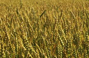 Grain futures mixed, beef prices fall | iNFOnews.ca CP23088423
