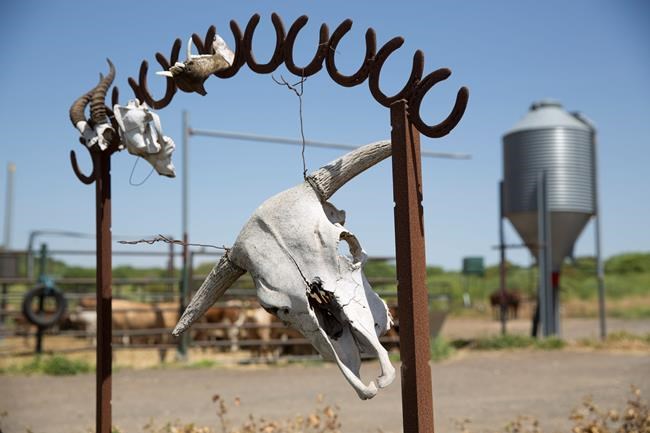 Israeli cowboys live frontier life on Syria's doorstep | iNFOnews.ca