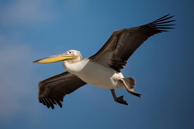 Israel to keep funding feeding ground for migrating pelicans | iNFOnews.ca Israel to keep funding feeding ground for migrating pelicans | iNFOnews.ca
