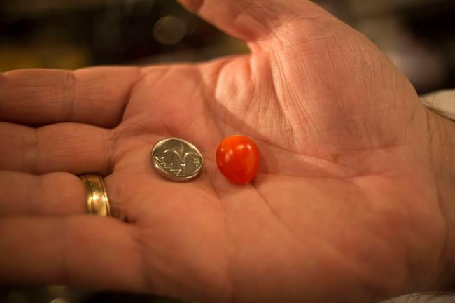 Israeli company says it has produced tiniest cherry tomato | iNFOnews.ca CP497009125