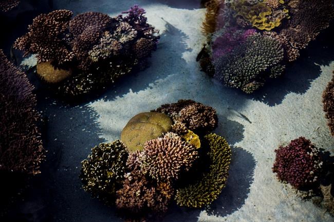 Northern Red Sea coral reefs may survive a hot, grim future | iNFOnews.ca Northern Red Sea coral reefs may survive a hot, grim future | iNFOnews.ca