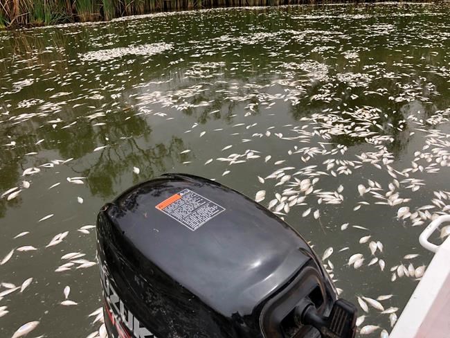 Thousands of fish die in 3rd mass death in Australian river | iNFOnews.ca