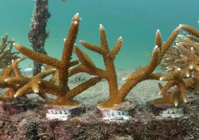 Report sounds an alarm on ongoing decline of US coral reefs | iNFOnews.ca Report sounds an alarm on ongoing decline of US coral reefs | iNFOnews.ca