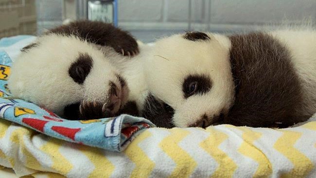 Unbearably cute: Atlanta zoo says 2 panda cubs are female | iNFOnews.ca