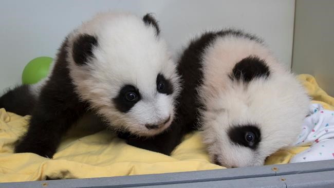Atlanta zoo has ceremony to reveal names of twin panda cubs | iNFOnews.ca Atlanta zoo has ceremony to reveal names of twin panda cubs | iNFOnews.ca