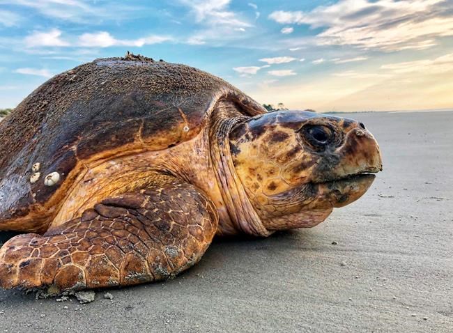 Feds seek end to dredging limits that protect sea turtles | iNFOnews.ca Feds seek end to dredging limits that protect sea turtles | iNFOnews.ca