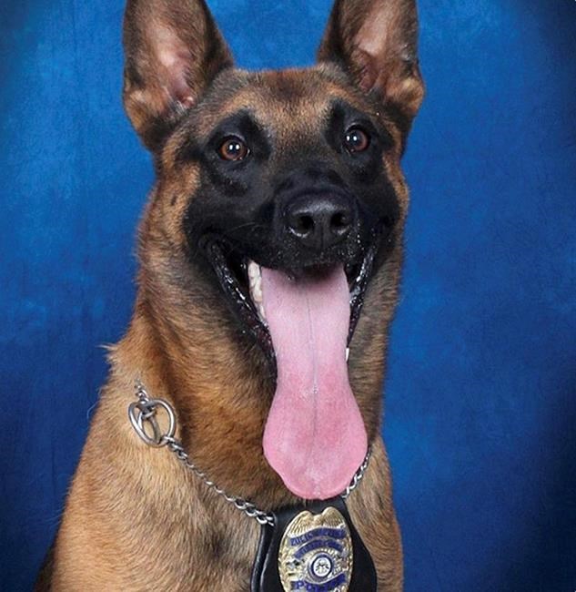 Georgia police K9 dies chasing suspect in 90-degree weather | iNFOnews.ca