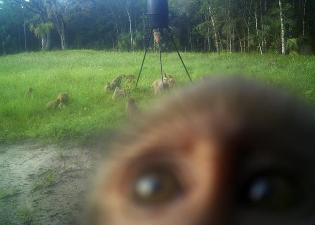 Troupe of monkeys vex Florida park, go viral on social media | iNFOnews.ca Troupe of monkeys vex Florida park, go viral on social media | iNFOnews.ca