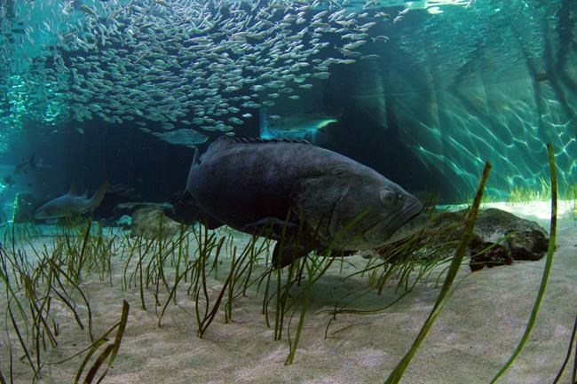 Florida weighs allowing limited harvest of goliath grouper | iNFOnews.ca