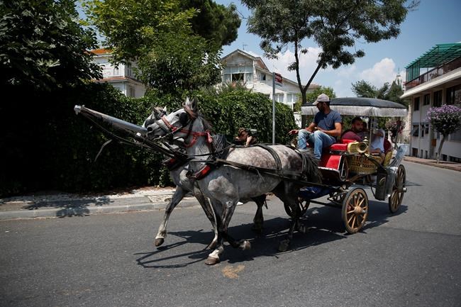 81 horses culled on Turkish island amid disease outbreak | iNFOnews.ca
