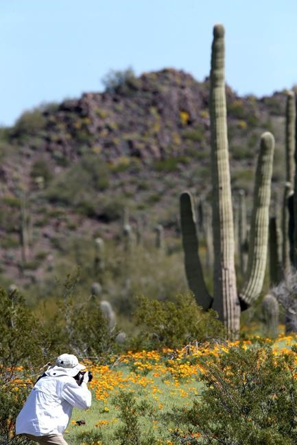 Wildflowers blooms drawing crowds to state parks in Arizona | iNFOnews.ca Wildflowers blooms drawing crowds to state parks in Arizona | iNFOnews.ca